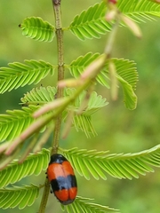 Clytra subfasciata