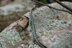 Dendrelaphis formosus