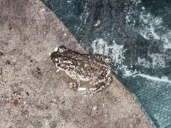 Bufotes viridis balearicus