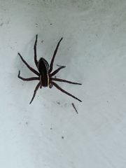 Dolomedes fimbriatus