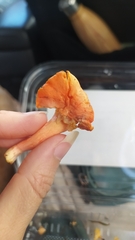 Cantharellus cinnabarinus