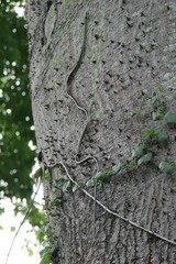 Dendrelaphis formosus