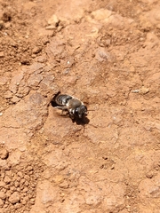 Megachile canariensis