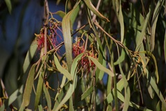 Amyema pendula