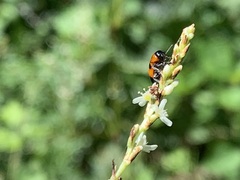 Physosmaragdina nigrifrons