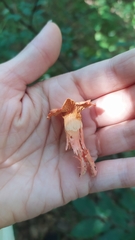 Cantharellus cinnabarinus