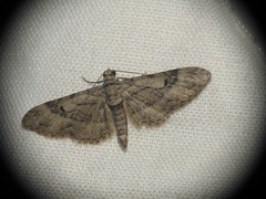 Eupithecia pusillata