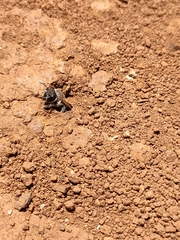 Megachile canariensis