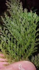 Trichomanes tamarisciforme