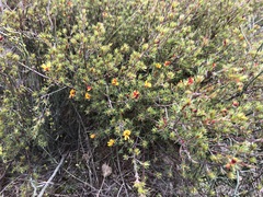 Pultenaea