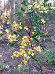 Acacia terminalis