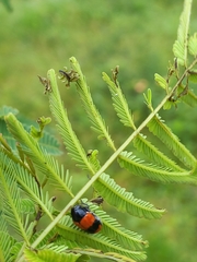 Clytra subfasciata