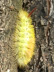 Calliteara pudibunda