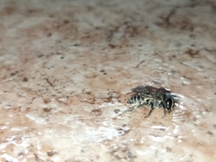 Megachile canariensis