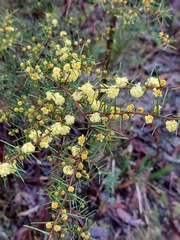 Acacia asparagoides