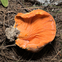 Hypomyces lactifluorum