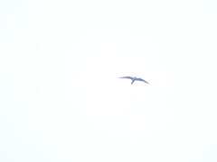 Falco