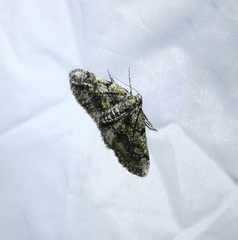 Cleorodes lichenaria