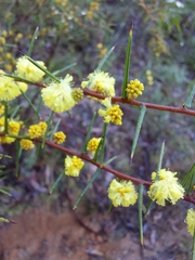 Acacia asparagoides