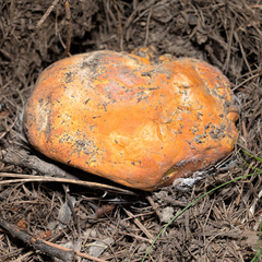 Hypomyces lactifluorum