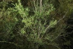 Melaleuca nodosa