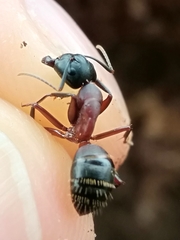 Camponotus