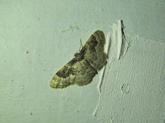 Idaea rusticata