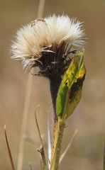 Hypochaeris uniflora