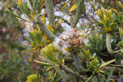Kleinia neriifolia