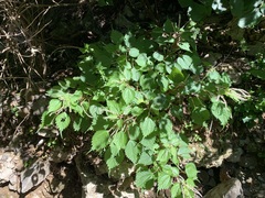 Urticaceae