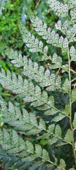 Polystichum transkeiense