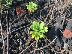 Lysimachia mauritiana