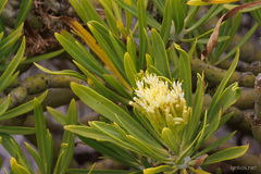 Kleinia neriifolia