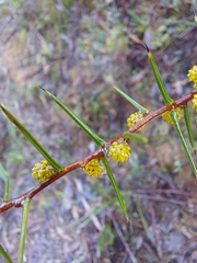Acacia asparagoides