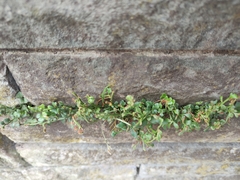 Asplenium ruta-muraria