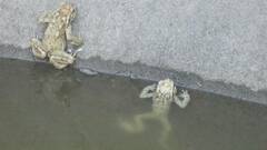 Bufo spinosus
