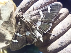 Desmia