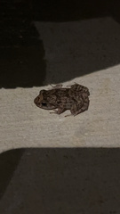 Eleutherodactylus planirostris