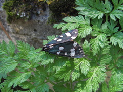 Callimorpha dominula