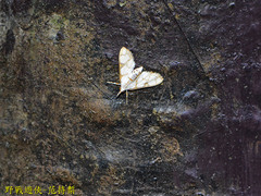 Cirrhochrista bracteolalis