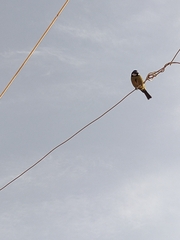 Cyanistes teneriffae