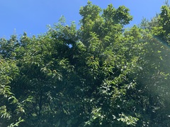 Castanea crenata
