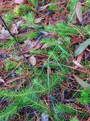Persoonia chamaepitys