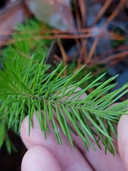 Persoonia chamaepitys