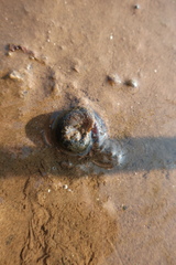 Planorbarius corneus