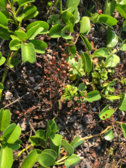 Lysimachia mauritiana