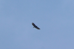 Spilornis cheela