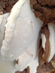 Ganoderma resinaceum