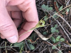 Pterostylis concinna