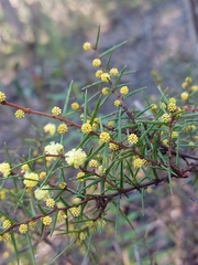 Acacia asparagoides